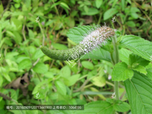 狗尾巴草