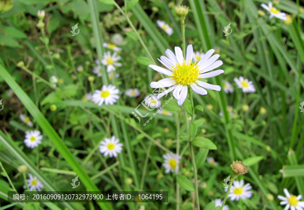 雛菊,野菊花