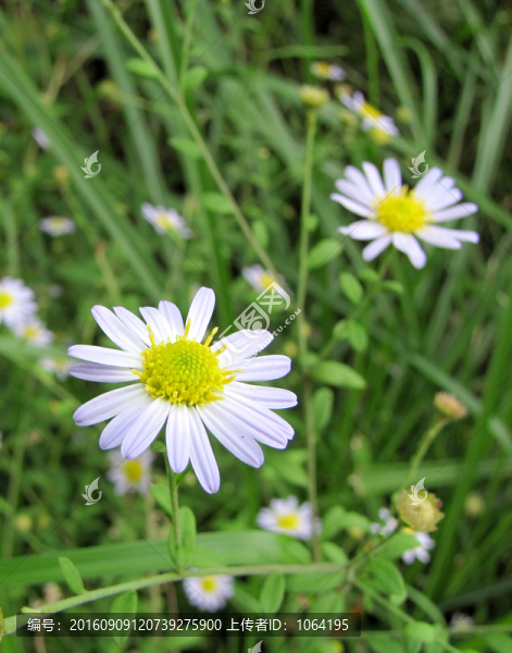 雛菊,野菊花