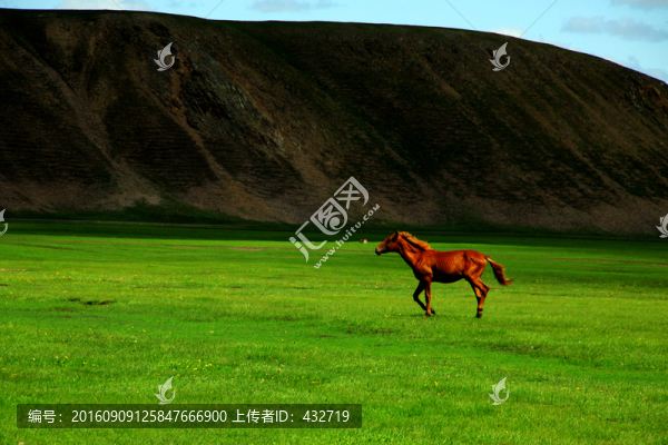草原牧場(chǎng)一匹馬