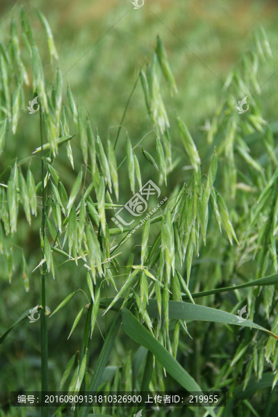 莜麥