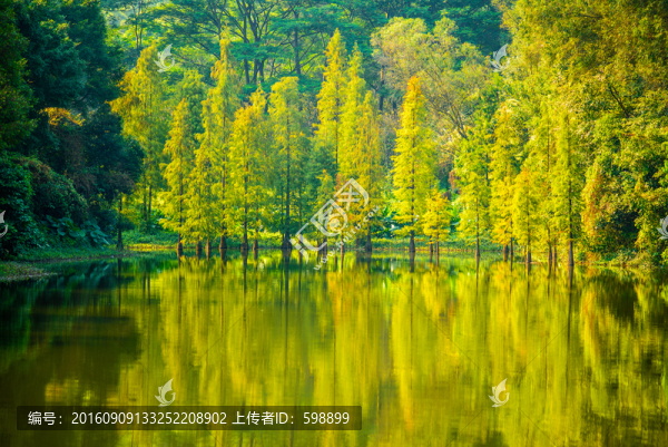秋天樹(shù)林風(fēng)景