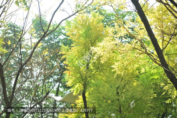 樹林,,秋天樹木
