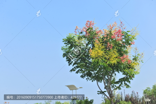 合歡樹