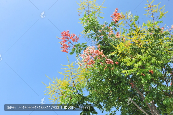 大樹(shù),樹(shù)木,秋景