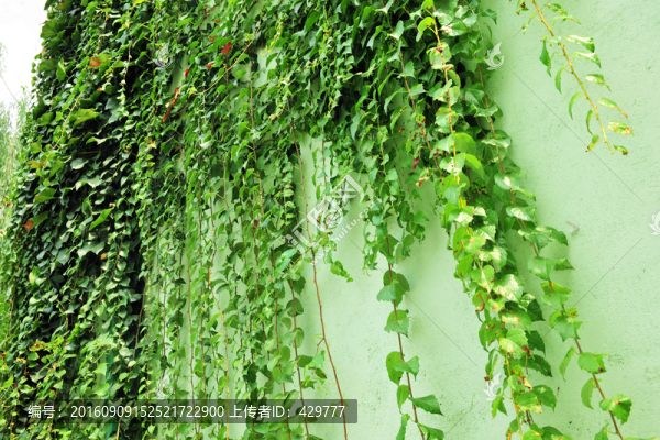 爬墻虎
