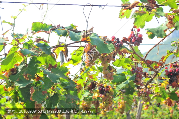 葡萄園,,,葡萄成熟