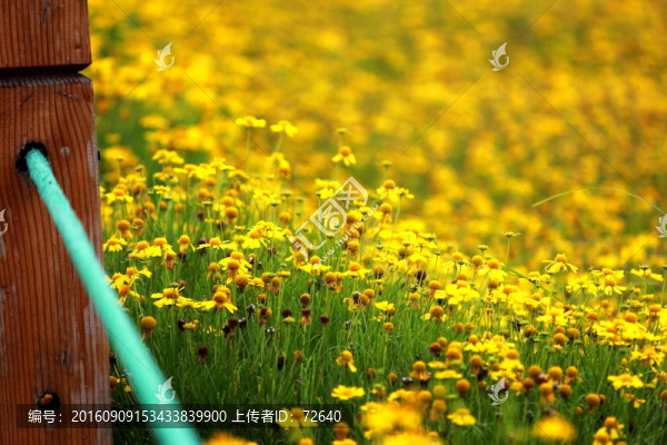 雛菊
