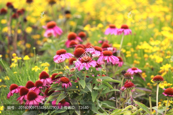 雛菊