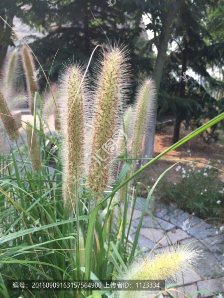 大毛毛草