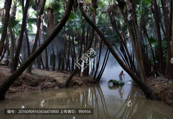新會(huì)葵林,風(fēng)光