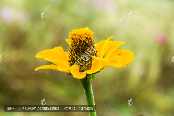 野菊花