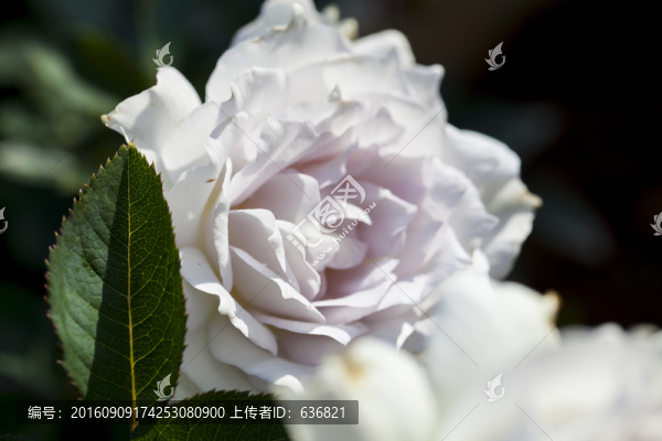 月季花