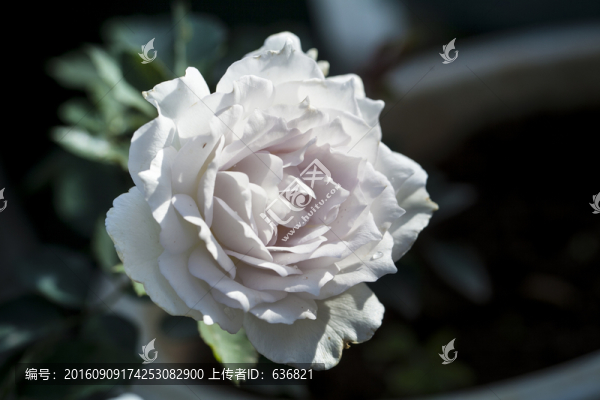 月季花