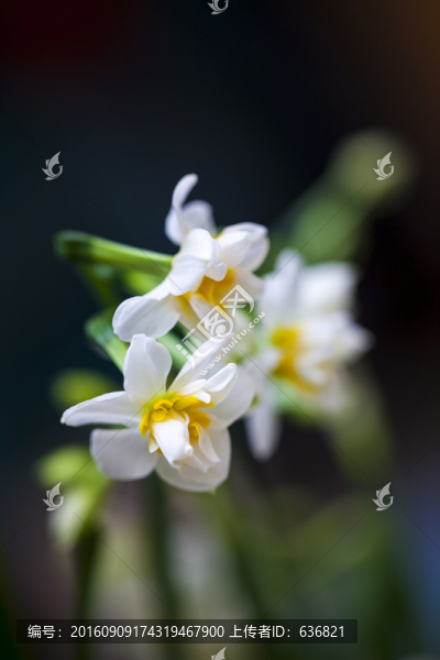 水仙花