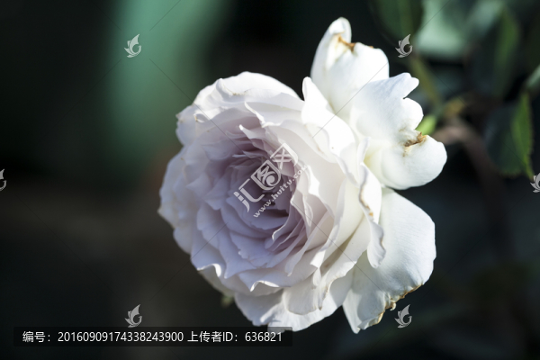 月季花