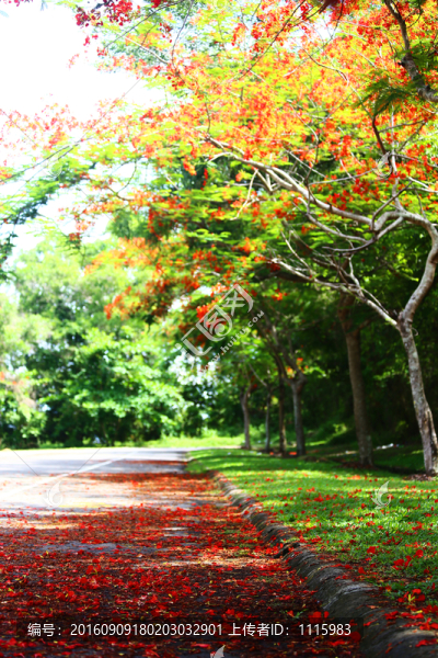 紅色落花
