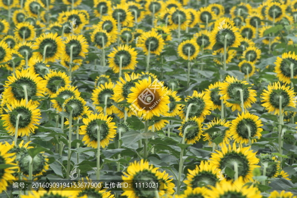 向日葵
