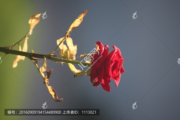 紅花