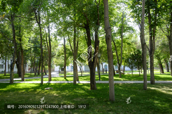 綠樹林
