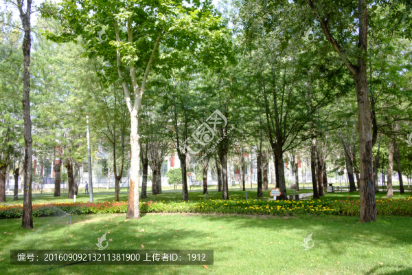綠樹林