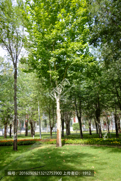 綠樹林