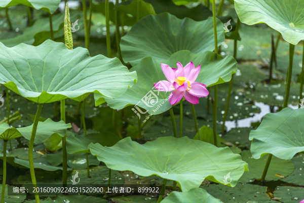 荷花