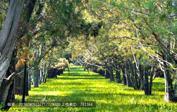 林蔭大道