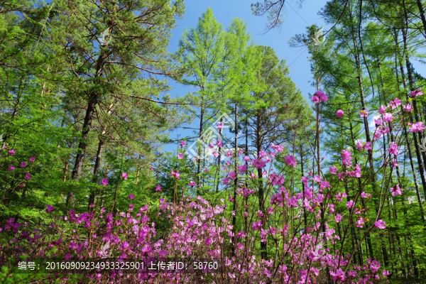 松林杜鵑花盛開