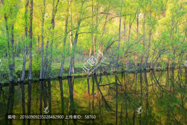 湖岸陽(yáng)光樹林