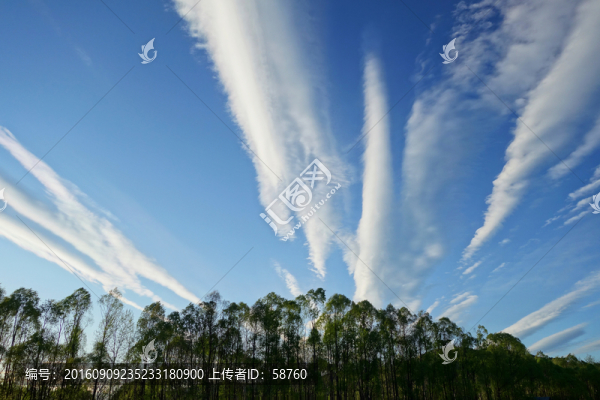 云漫綠樹林