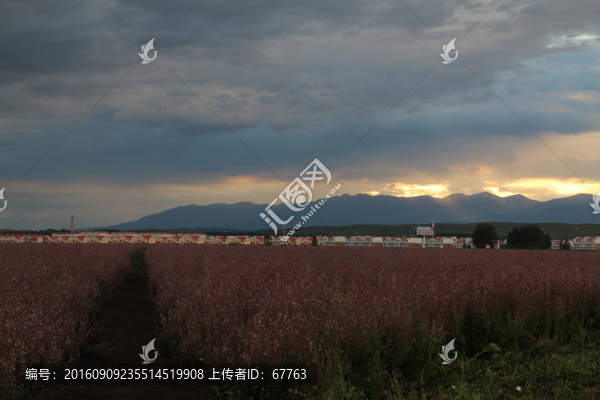 萬畝紫蘇田