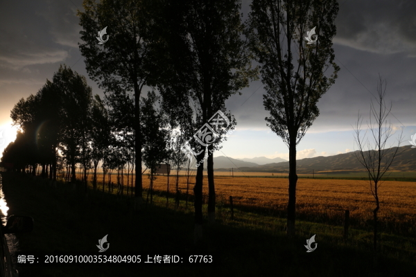楊林,麥田