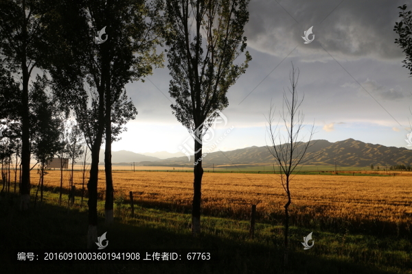 楊林,麥田