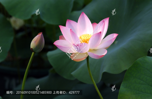 荷花