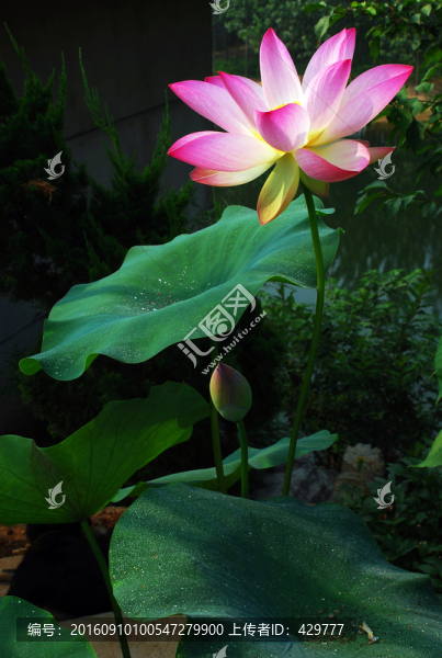 荷花