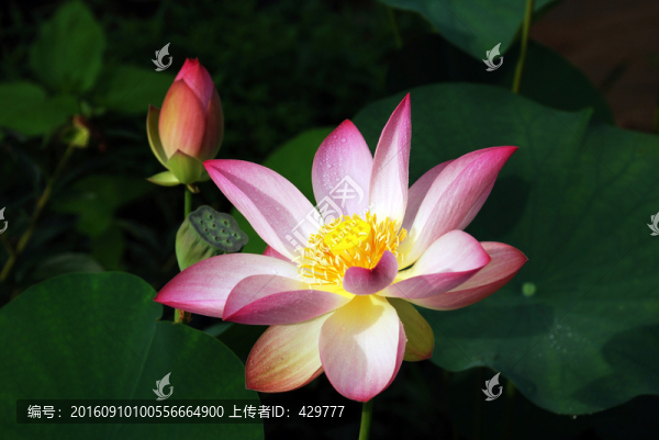 荷花