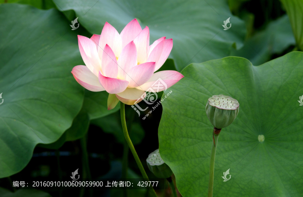 荷花