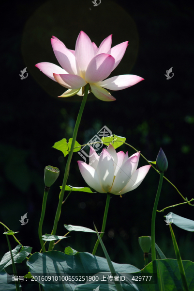 荷花