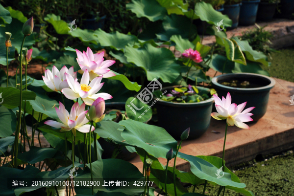 荷花