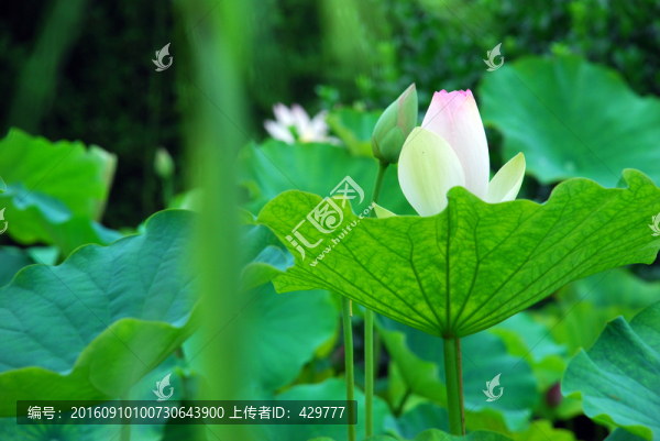 荷花