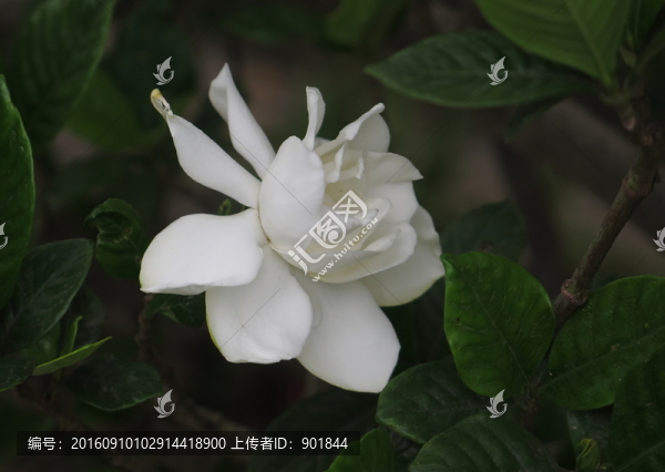 桅子花