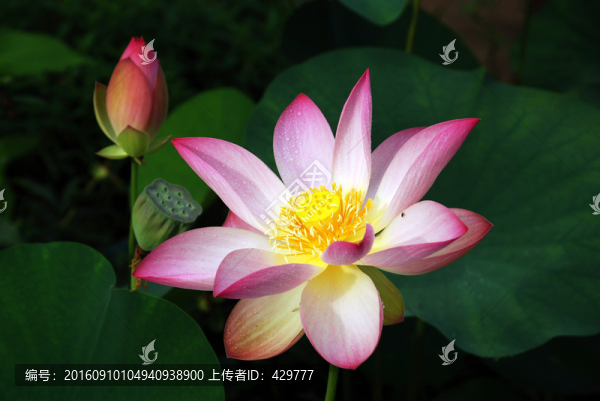 荷花