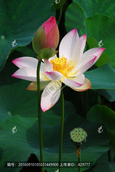 荷花