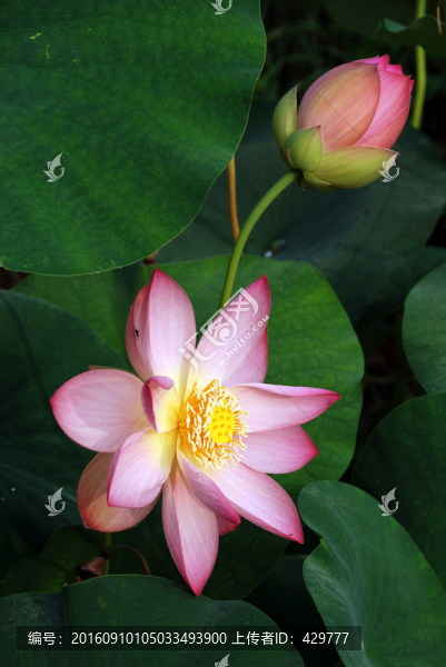 荷花