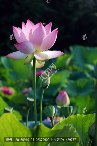 荷花