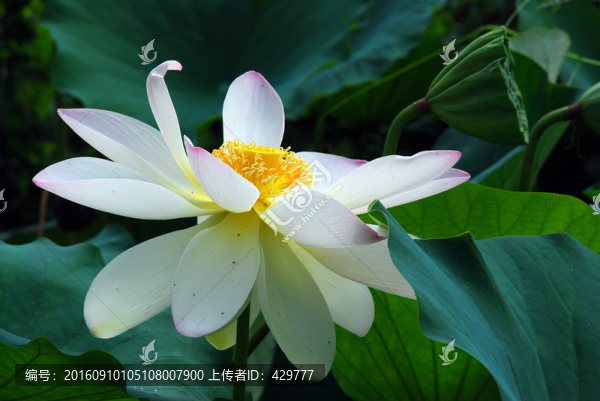 荷花