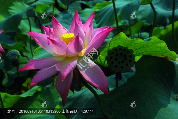 荷花