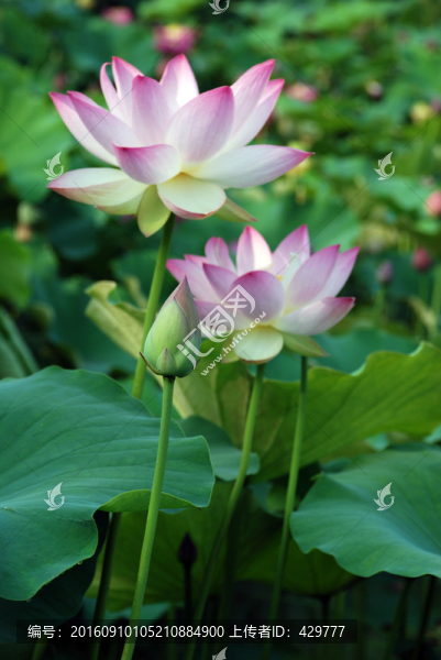 荷花,荷塘