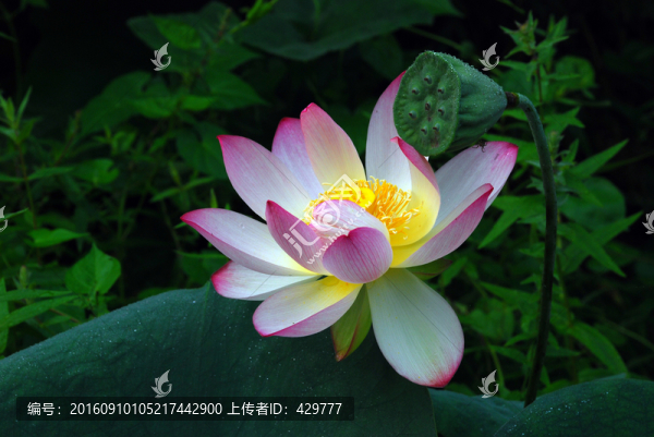 荷花,花蕊
